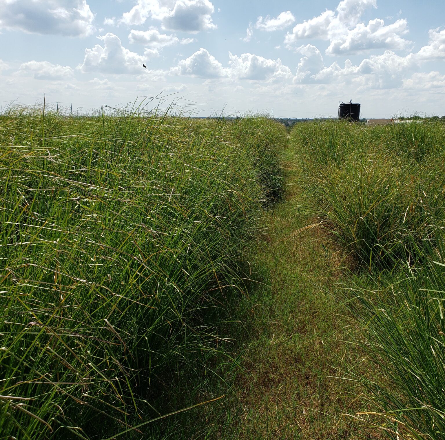 Vetiver Grass Leachate Management Specialists